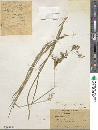 Juncus xiphioides image