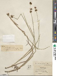 Juncus xiphioides image