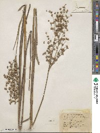 Juncus xiphioides image