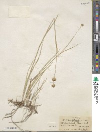 Juncus xiphioides image