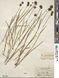 Juncus xiphioides image