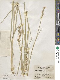 Juncus xiphioides image