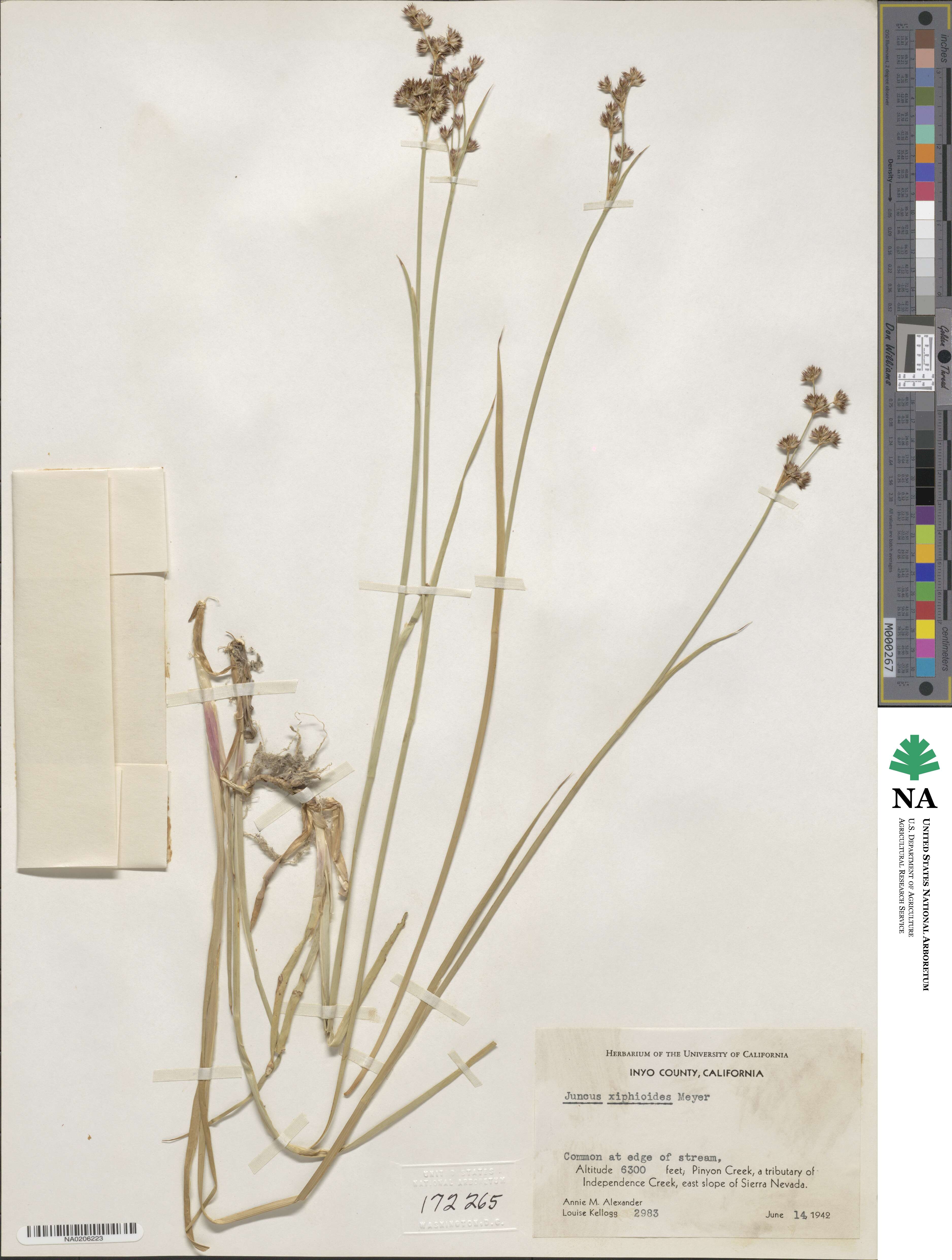 Juncus xiphioides image
