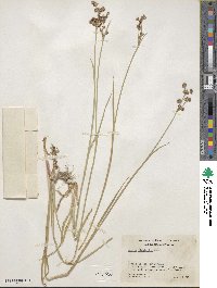 Juncus xiphioides image