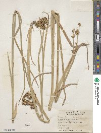 Juncus xiphioides image