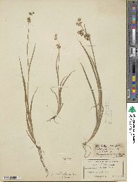 Juncus xiphioides image