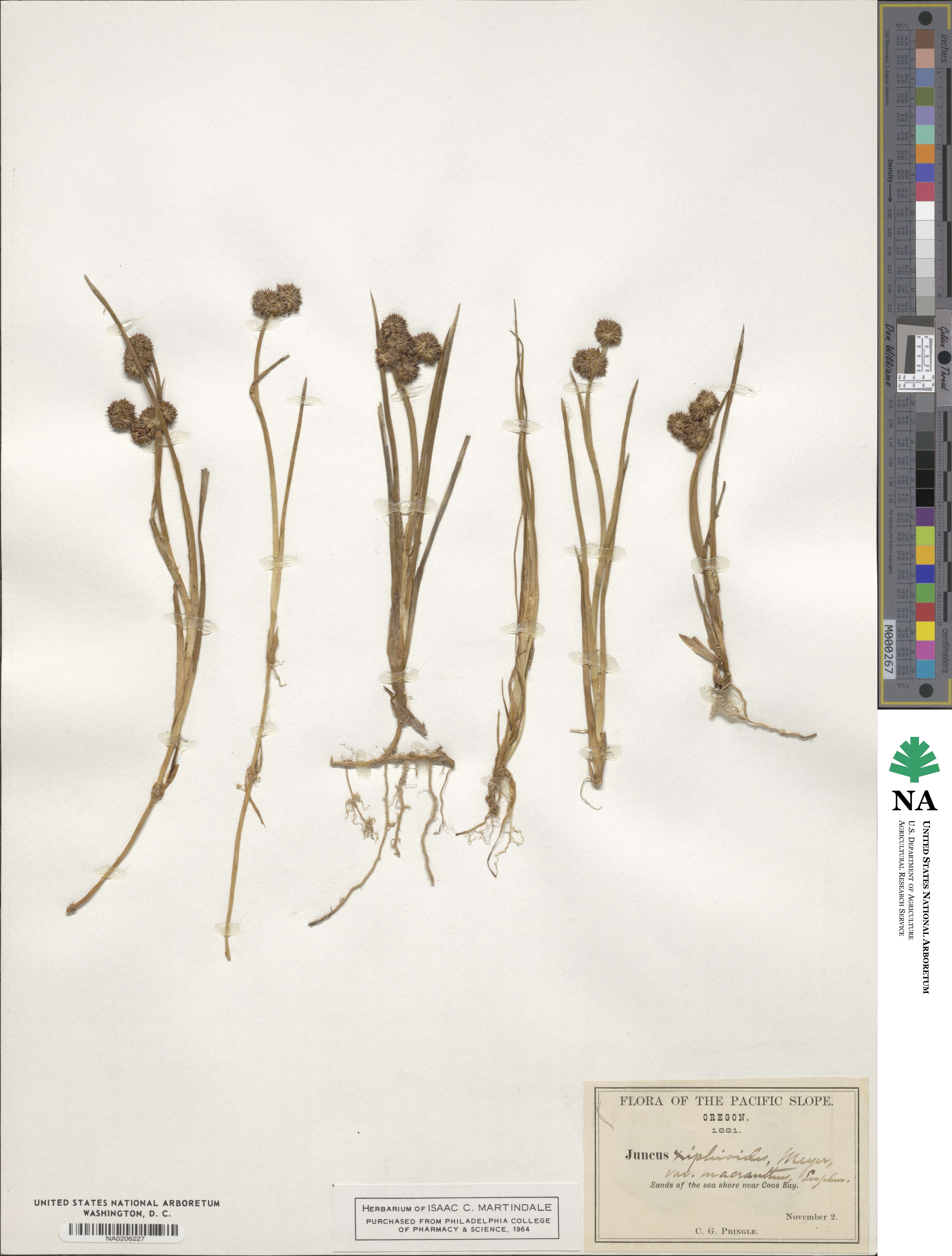 Juncus ensifolius image