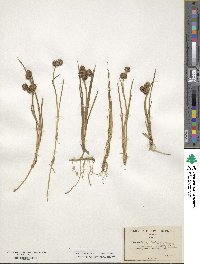 Juncus ensifolius image