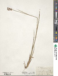 Juncus saximontanus image