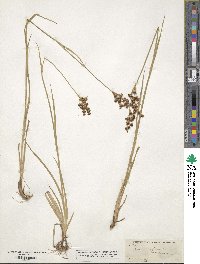 Juncus saximontanus image