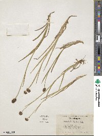 Juncus saximontanus image