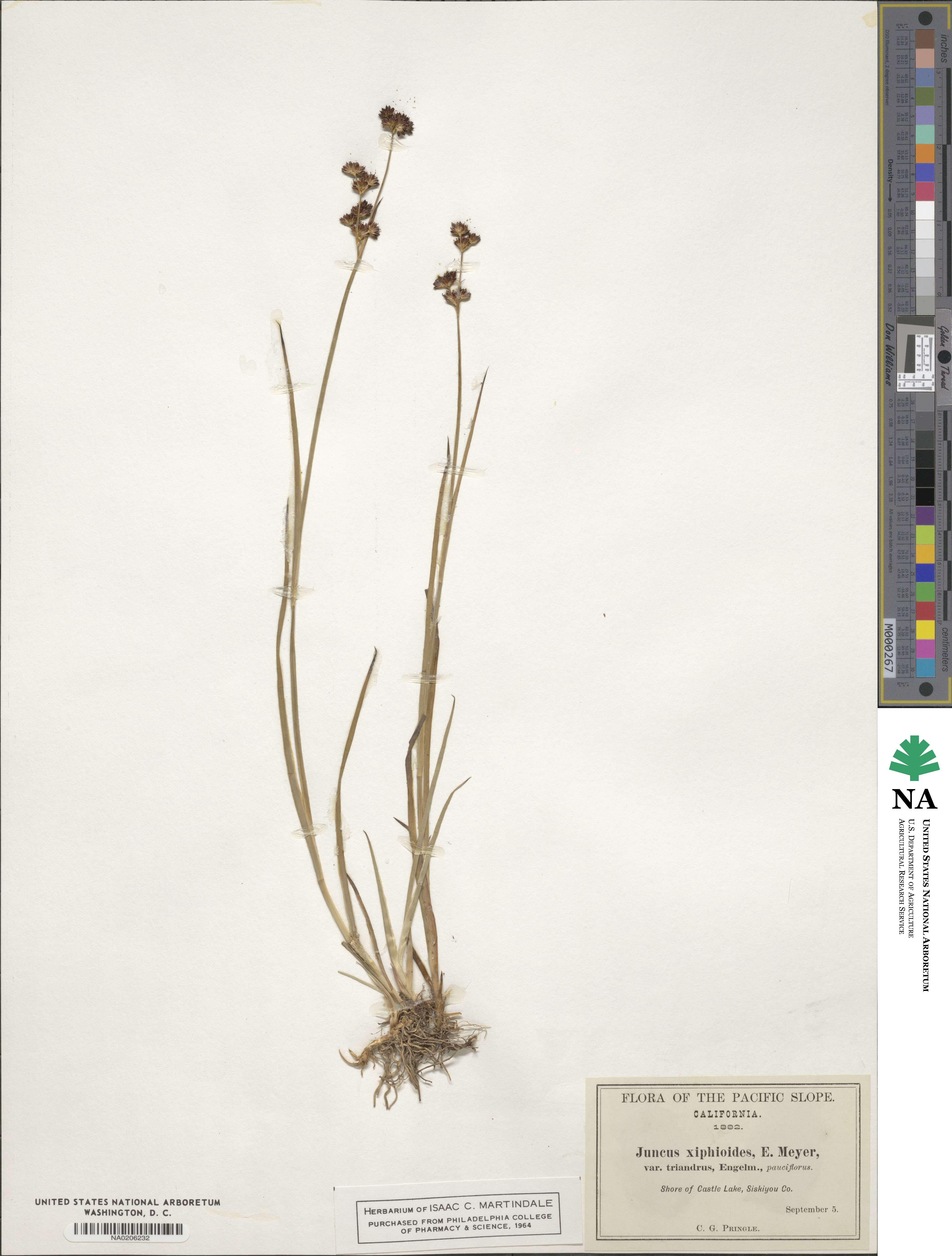 Juncus ensifolius image