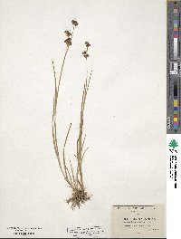 Juncus ensifolius image