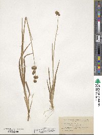 Juncus ensifolius image