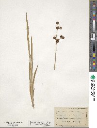 Juncus ensifolius image