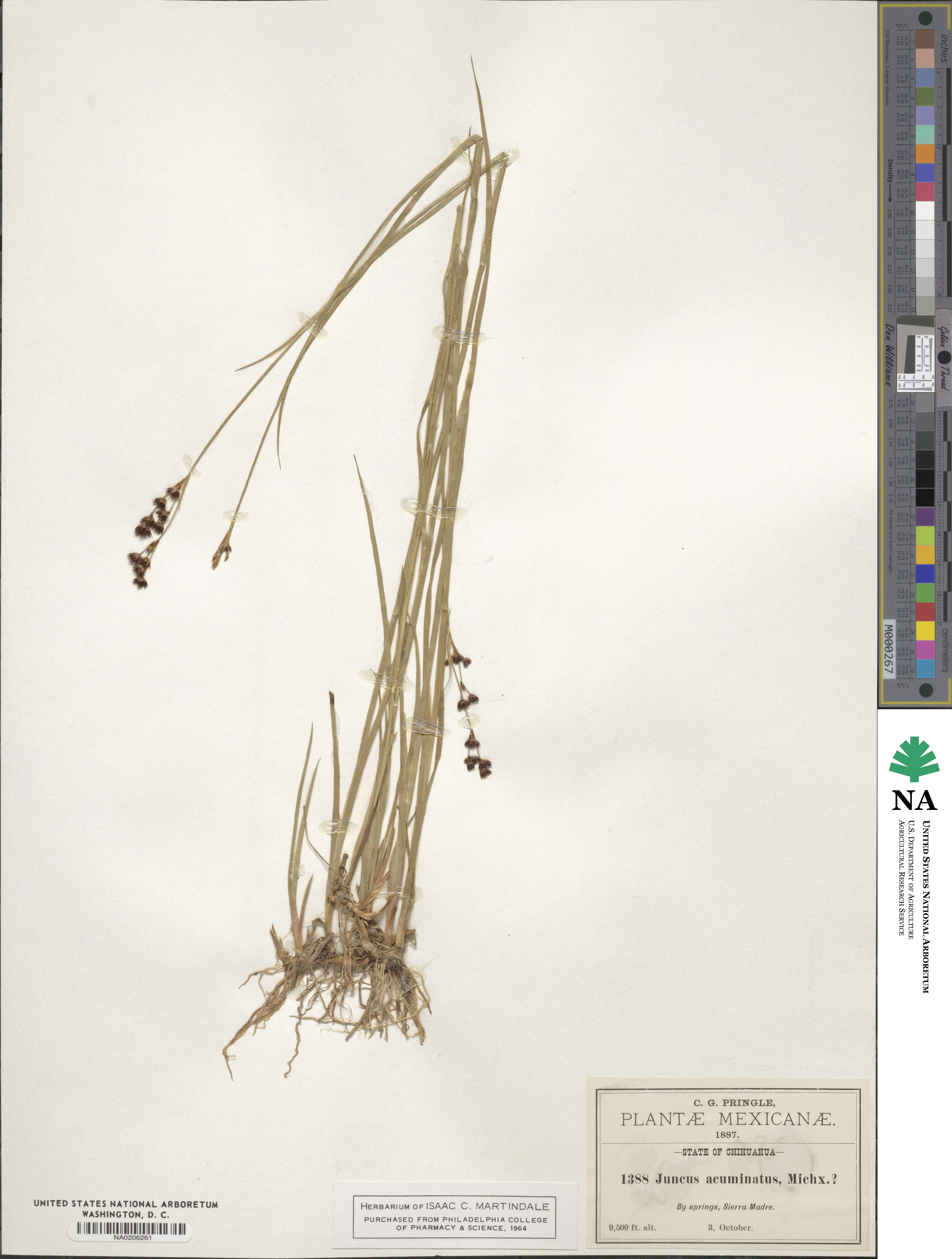 Juncus acuminatus image
