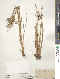 Juncus acuminatus image