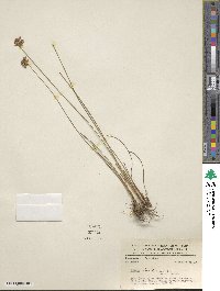 Juncus dichotomus image