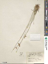 Juncus dichotomus image