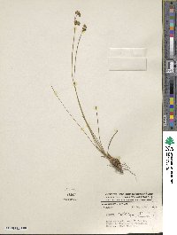 Juncus dichotomus image