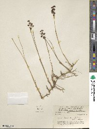 Juncus ebracteatus image