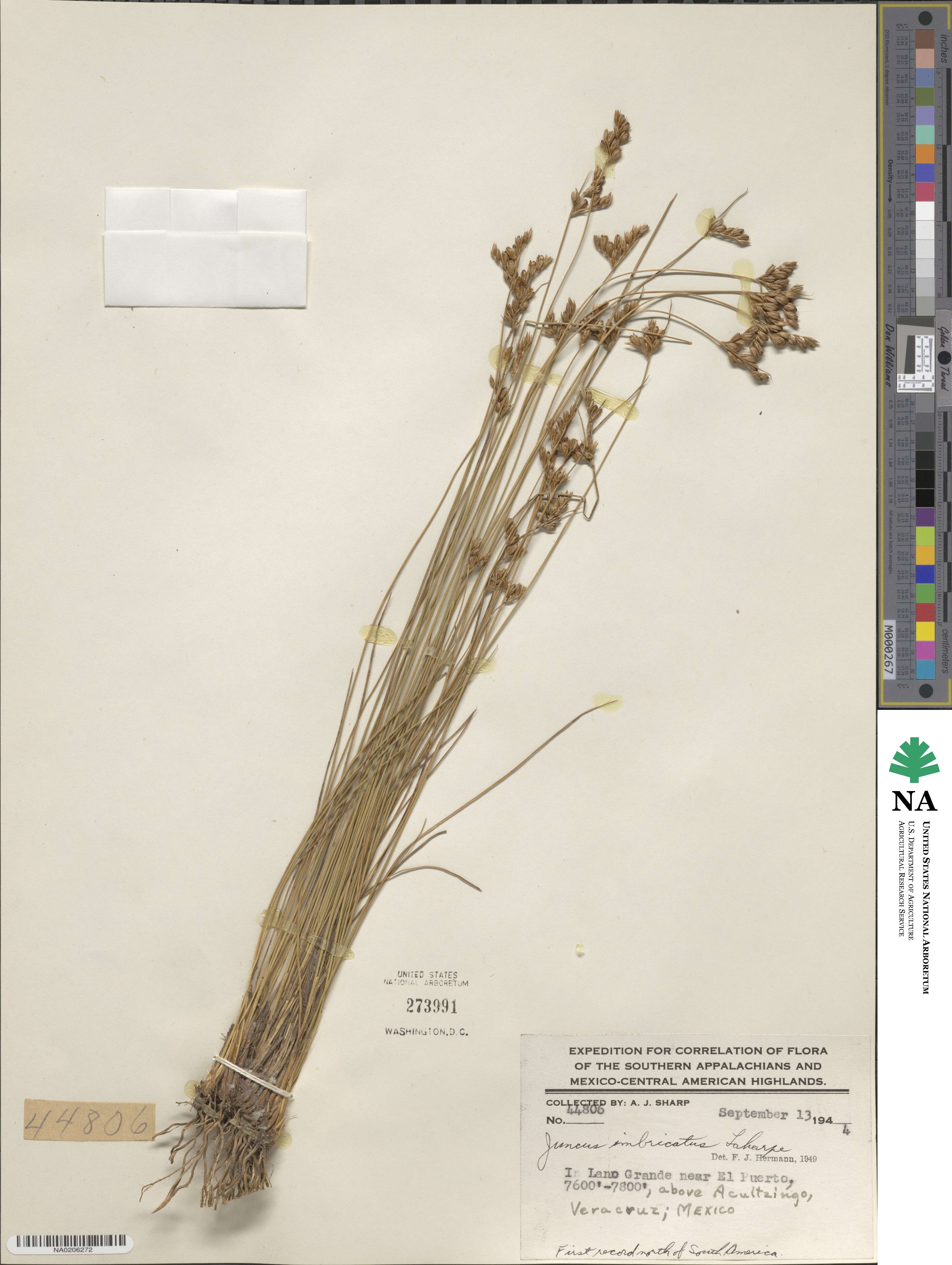 Juncus imbricatus image