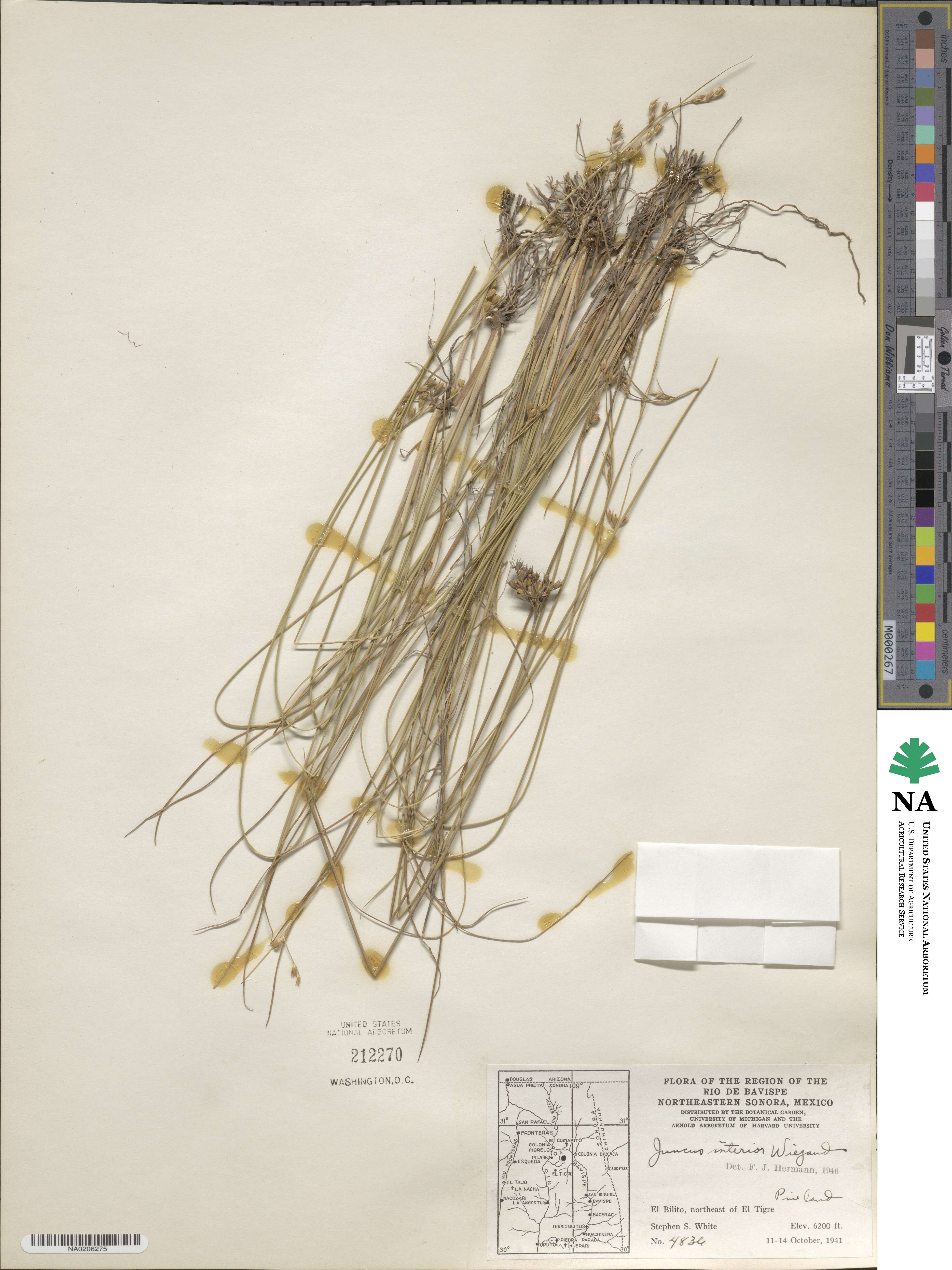 Juncus interior image