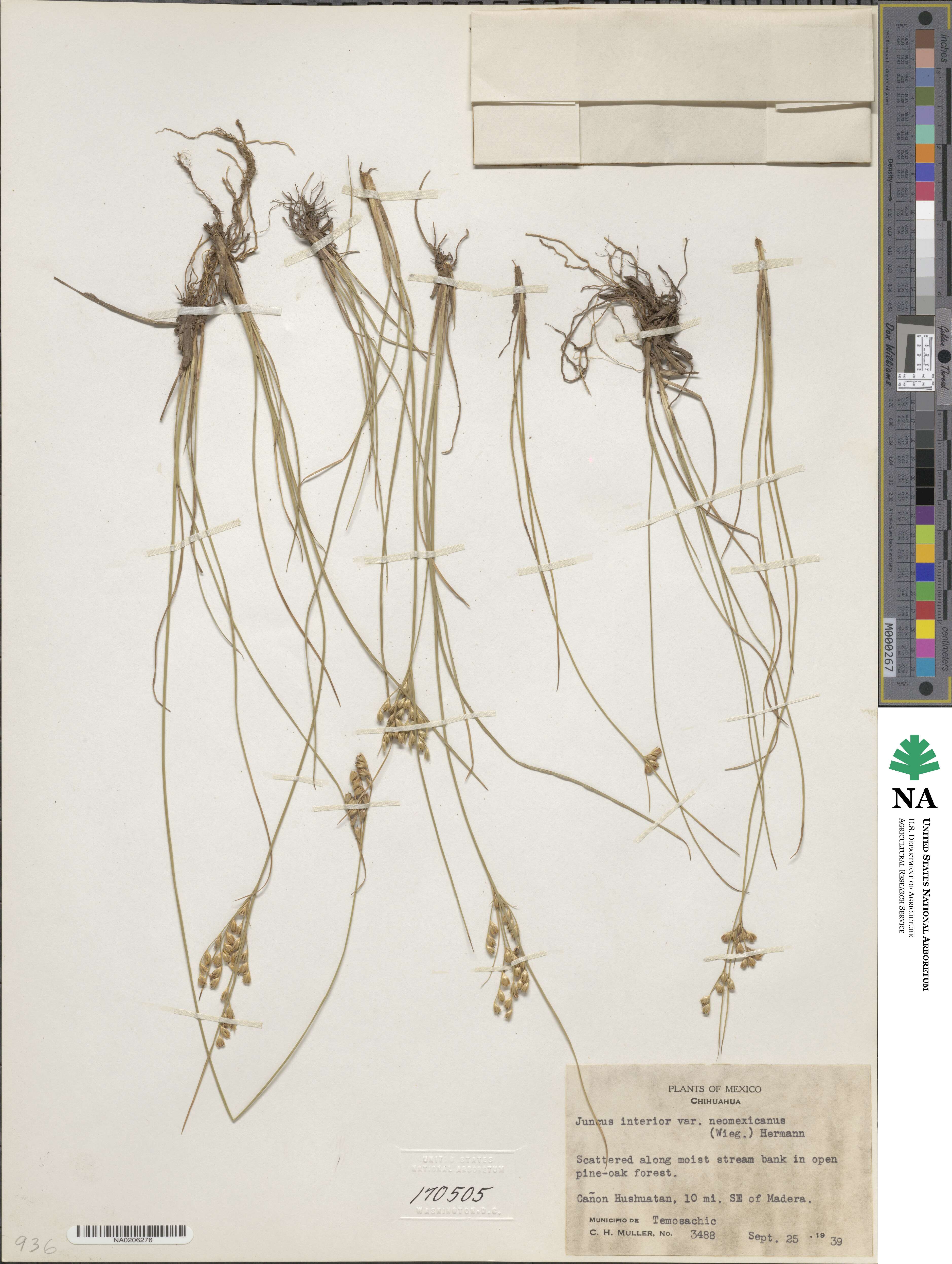 Juncus interior image