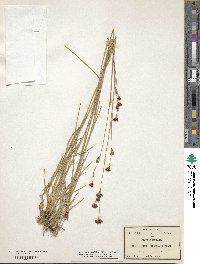 Juncus longistylis image