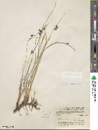 Juncus balticus subsp. mexicanus image