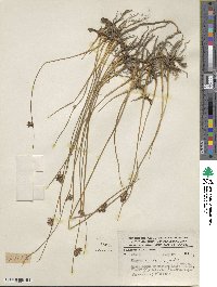 Juncus balticus subsp. mexicanus image