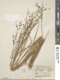 Juncus microcephalus image