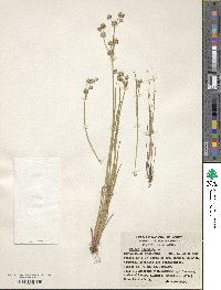 Juncus nodosus image