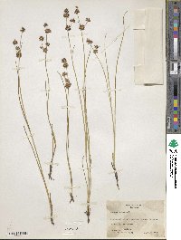 Juncus nodosus image