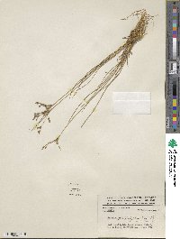 Juncus dichotomus image