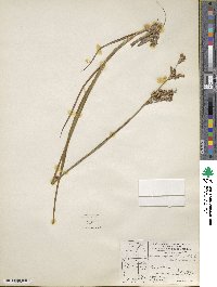 Juncus saximontanus image