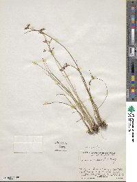 Juncus tenuis image