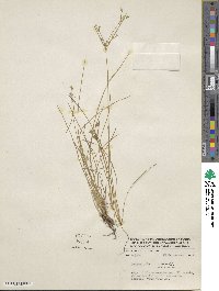 Juncus tenuis image