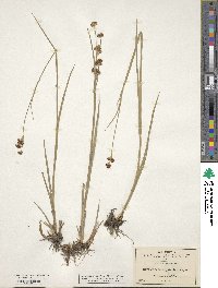 Juncus xiphioides image