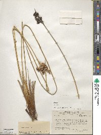 Juncus acutus image