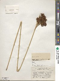 Juncus acutus image