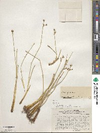 Juncus acutus image