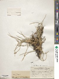 Juncus acutus image