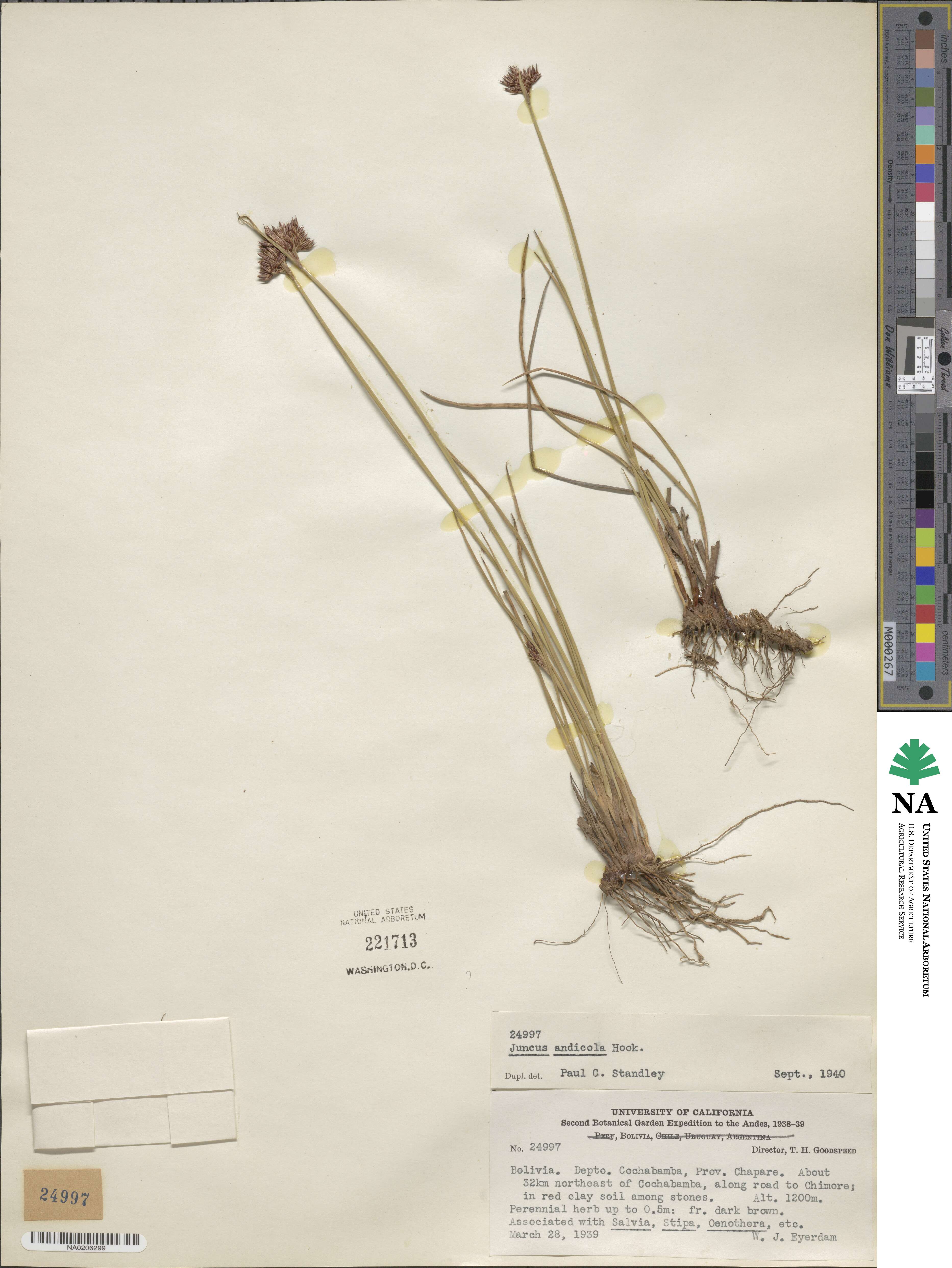 Juncus balticus subsp. andicola image