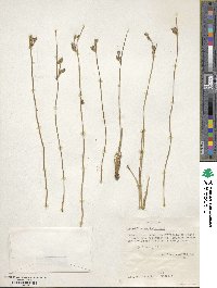 Juncus balticus image