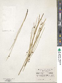 Juncus balticus subsp. mexicanus image