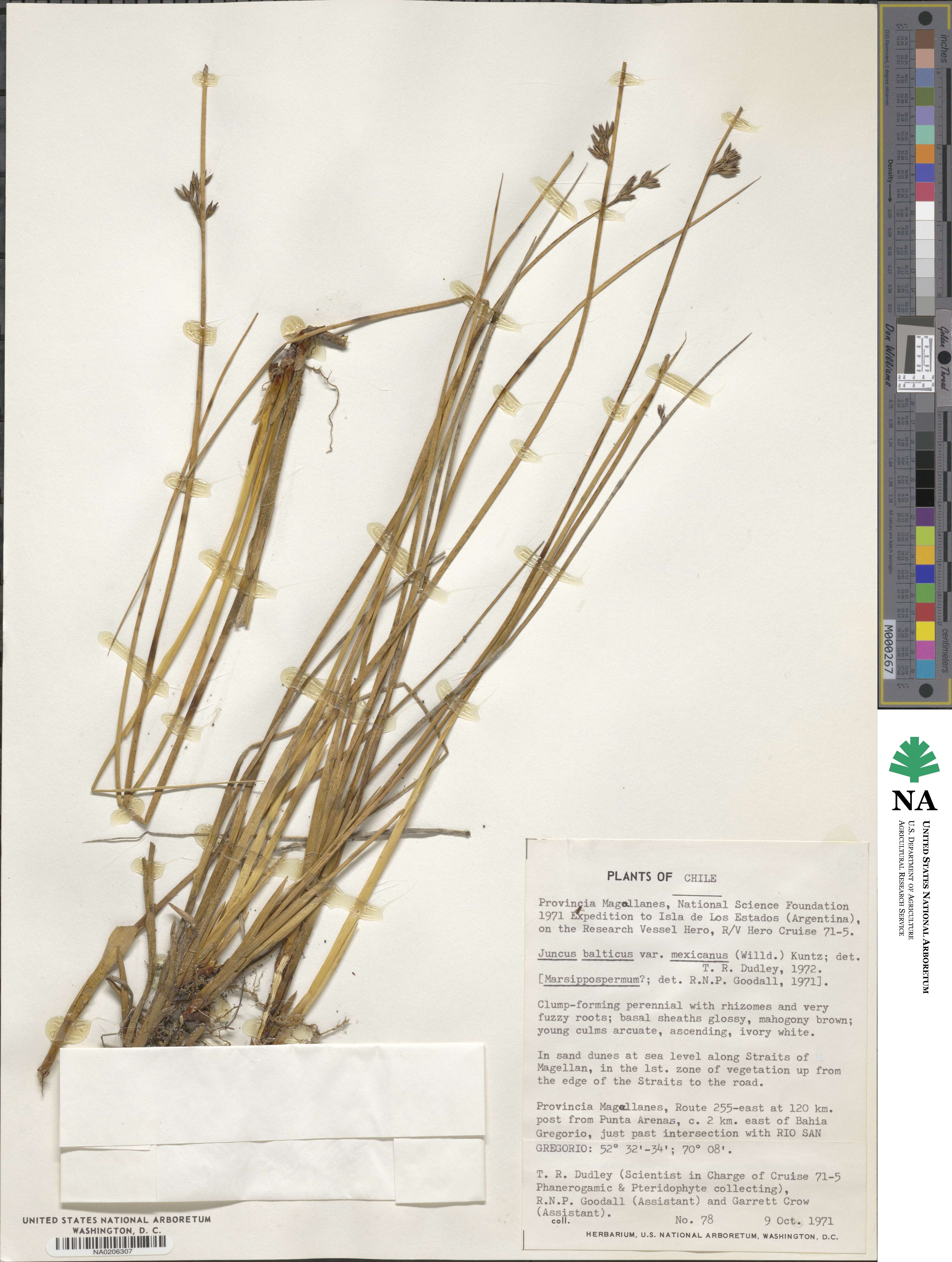 Juncus balticus subsp. mexicanus image