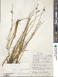 Juncus balticus image