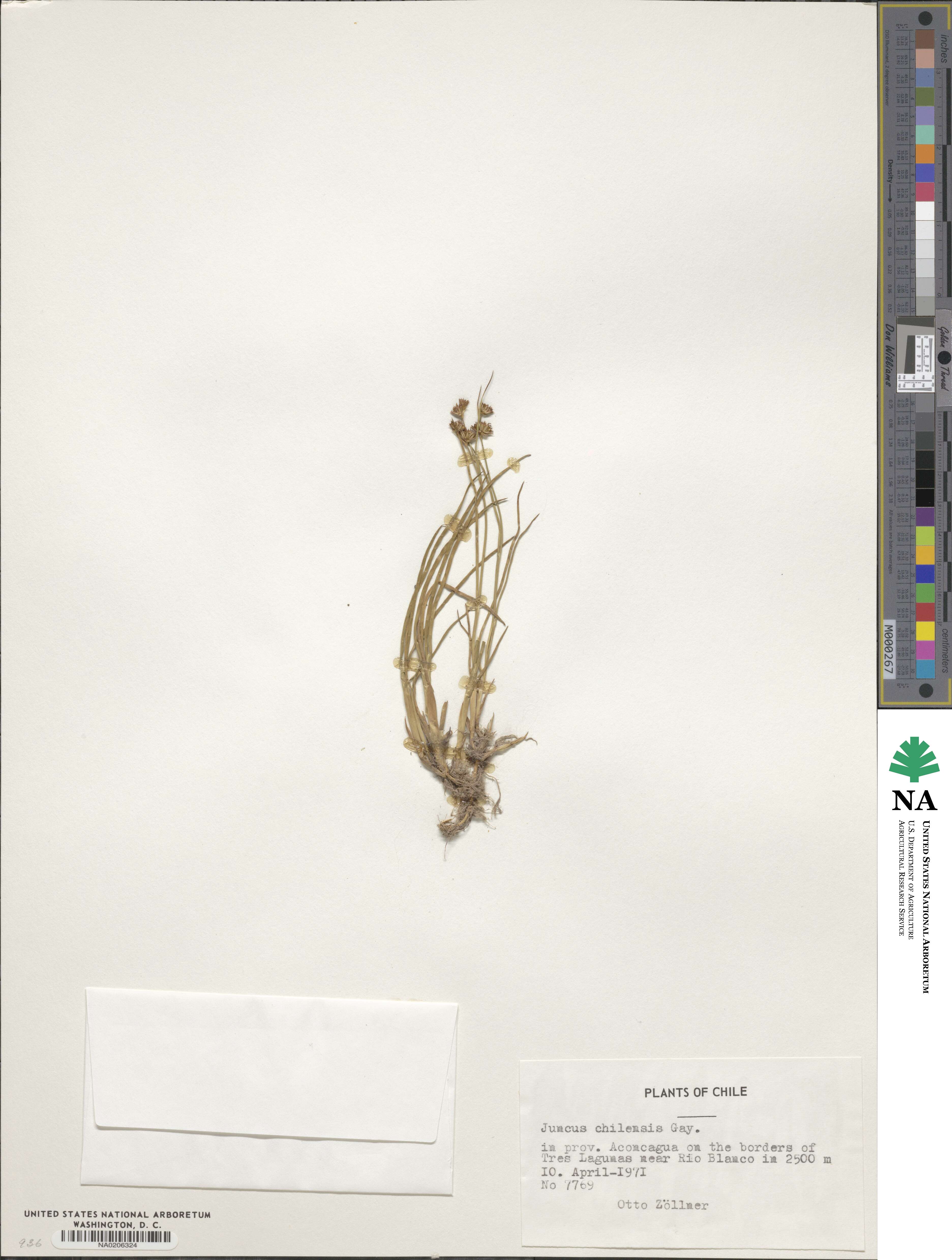 Juncus stipulatus var. chilensis image
