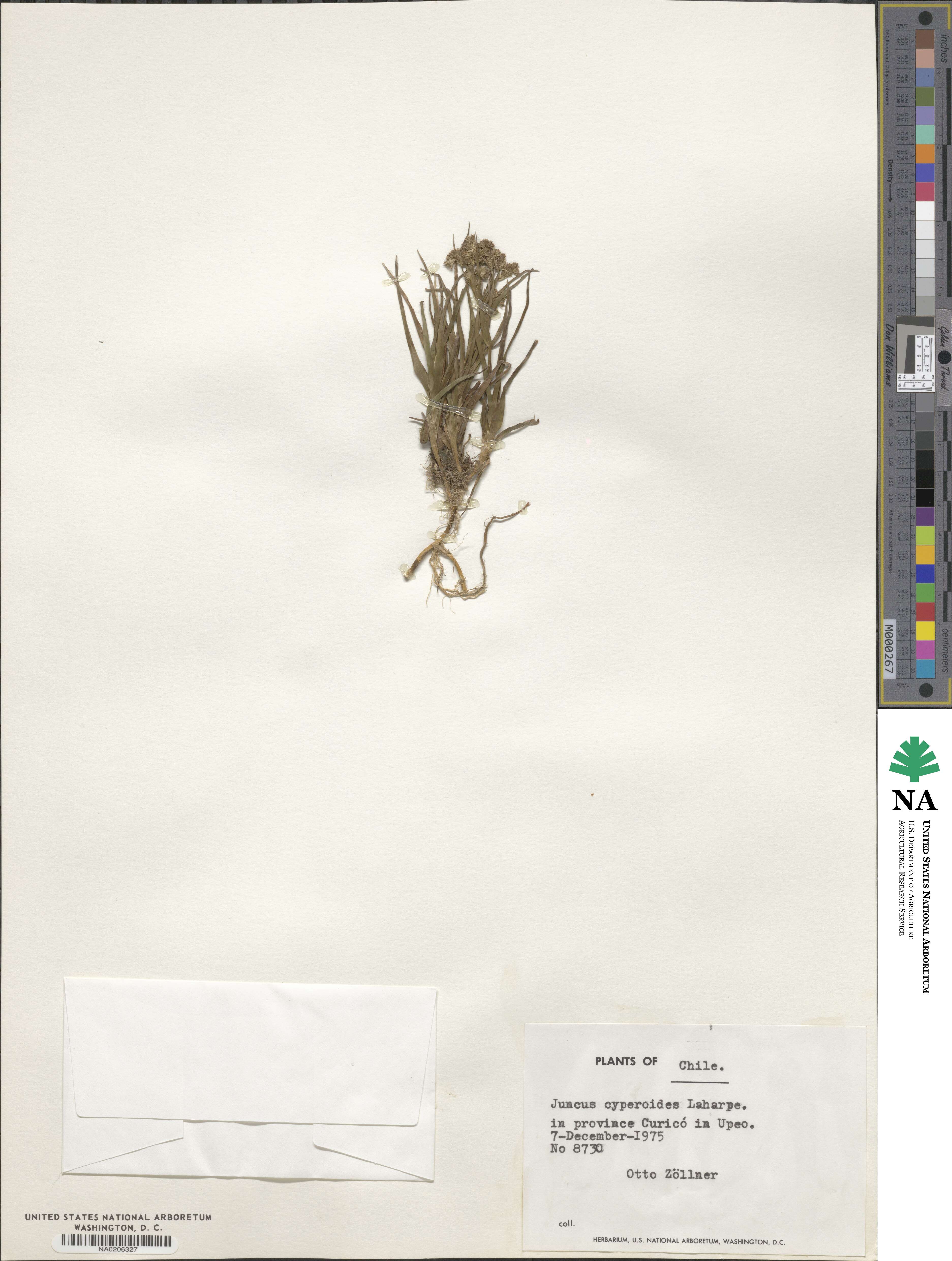 Juncus cyperoides image